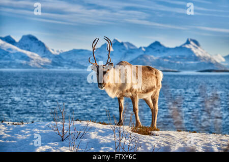 Renne, Rangifer tarandus, en mer avec le paysage de montagne sur l'île de Senja, Troms, Norvège, Europe Banque D'Images