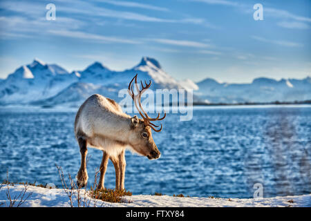 Renne, Rangifer tarandus, en mer avec le paysage de montagne sur l'île de Senja, Troms, Norvège, Europe Banque D'Images