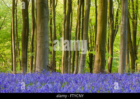 Jacinthes en bois Micheldever, Hampshire, Angleterre. Banque D'Images