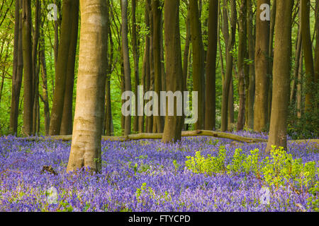 Jacinthes en bois Micheldever, Hampshire, Angleterre. Banque D'Images