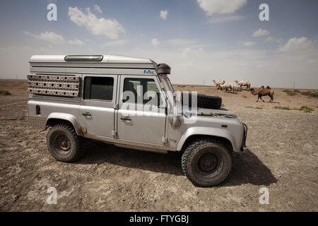 Le Kazakhstan, Kazakhstan, le lac d'Aral un voyageur solitaire 4X4 defender dans le lac d'Aral réunion des chameaux. Banque D'Images