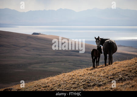 Le Kirghizistan, le Kirghizistan, le lac Song Kul, en Asie, en Asie centrale, les chevaux. Banque D'Images