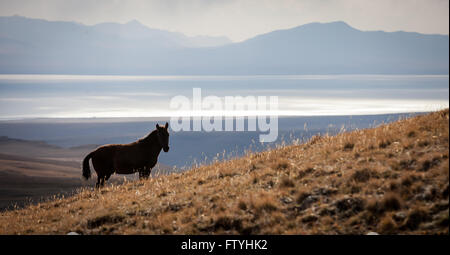Le Kirghizistan, le Kirghizistan, le lac Song Kul, cheval Banque D'Images