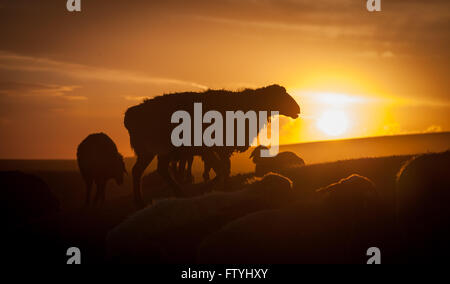 Le Kirghizistan, le Kirghizistan, le lac Song Kul, en Asie, en Asie centrale, les moutons en steppe au coucher du soleil. Banque D'Images