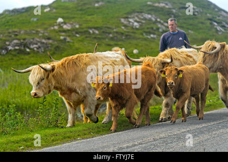 Conduite Crofter un troupeau de bovins highland écossais ou Kyloe, sur une étroite route de campagne, l'Assynt, l'Écosse, la France Logiciel Banque D'Images