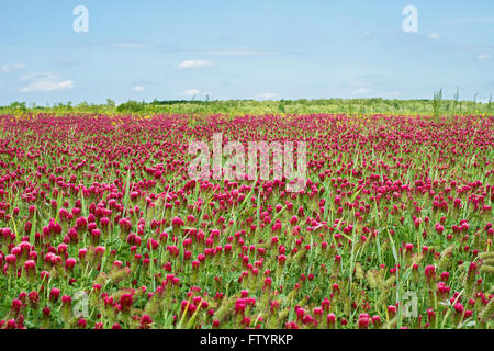 Champ de trèfle pourpre en été. Banque D'Images