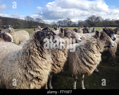 Holwick, Middleton-in-Teesdale, Co Durham, Royaume-Uni. 30 mars 2016. Lors d'une froide et après-midi ensoleillé dans la région de Teesdale lourdement les brebis enceintes profitez de l'ensilage et le foin qui leur sont laissés dans un champ dans le nord des Pennines hills puisqu'ils font face à leurs derniers jours avant l'agnelage.(c) Kathryn Hext/Alamy Live News Banque D'Images