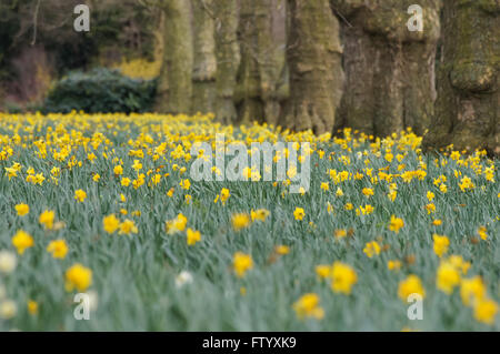 Jonquilles florissante dans le parc St James avec des arbres en arrière-plan, Londres Angleterre Royaume-Uni Banque D'Images