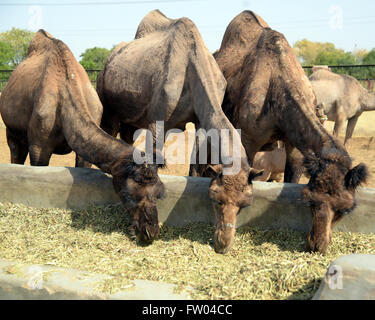 Bikaner, Inde. 30Th Mar, 2016. Repas dans le fourrage ayant chameau au Centre National de Recherche sur les Camel à Bikaner. © Dinesh Gupta/Pacific Press/Alamy Live News Banque D'Images