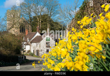 Le Shropshire, au Royaume-Uni. Le 31 mars 2016. Météo France, jonquilles en dehors de la Royal Oak Pub à Cardington dans le Shropshire, au Royaume-Uni. Crédit : John Hayward/Alamy Live News Banque D'Images