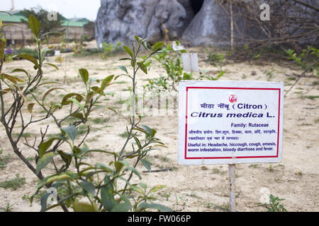 Haridwar, l'Uttaranchal, Inde. Feb 15, 2016. 15 févr. 2016 - Delhi, Inde.jardin de fines herbes de Patanjali à Haridwar. © Subhash Sharma/ZUMA/Alamy Fil Live News Banque D'Images