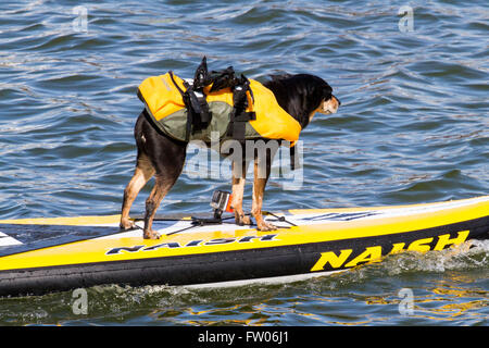 Paddle Board détenteur du record du monde Sarah Smith, New Brighton, Wallasey, 31 mars 2016. Paddle Board Guiness record du monde Sarah Smith et son joli terrier "Louise" obtenir dans une certaine formation dans le beau soleil du printemps. "Louise" a sa propre veste de vie et est en charge de la prise de vue, tout en restant bien équilibré sur l'avant du bateau pneumatique paddle board. Cernan Elias/Alamy Live News Banque D'Images