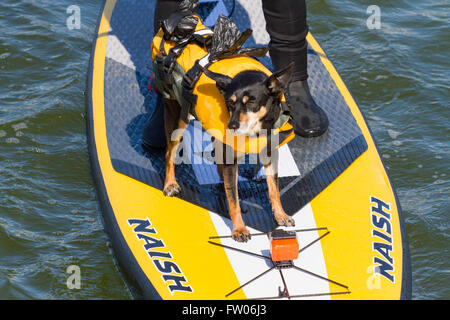 Paddle Board détenteur du record du monde Sarah Smith, New Brighton, Wallasey, 31 mars 2016. Paddle Board Guiness record du monde Sarah Smith et son joli terrier "Louise" obtenir dans une certaine formation dans le beau soleil du printemps. "Louise" a sa propre veste de vie et est en charge de la prise de vue, tout en restant bien équilibré sur l'avant du bateau pneumatique paddle board. Cernan Elias/Alamy Live News Banque D'Images