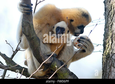 Pilsen, République tchèque. Mar 31, 2016. Northern White-cheeked Gibbon, Nomascus leucogenys leucogenys, femme avec son bébé homme Luki sont illustrés dans leur enceinte à Plzen zoo, République tchèque, le 31 mars 2016. Crédit : Pavel Nemecek/CTK Photo/Alamy Live News Banque D'Images