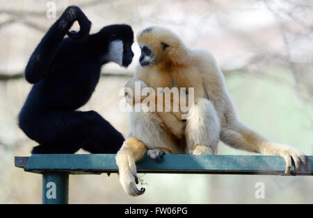 Pilsen, République tchèque. Mar 31, 2016. Northern White-cheeked Gibbon, Nomascus leucogenys leucogenys, femme avec son bébé (à gauche) sont illustrés dans leur enceinte à Plzen zoo, République tchèque, le 31 mars 2016. Crédit : Pavel Nemecek/CTK Photo/Alamy Live News Banque D'Images