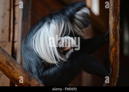 Pilsen, République tchèque. Mar 31, 2016. Noir angolais et blanc, ou colobe colobes angolais (Colobus angolensis), femme avec son bébé garçons sont représentés dans leur enceinte à Plzen zoo, République tchèque, le 31 mars 2016. Crédit : Pavel Nemecek/CTK Photo/Alamy Live News Banque D'Images