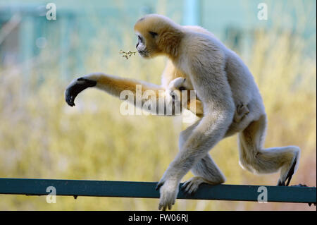 Pilsen, République tchèque. Mar 31, 2016. Northern White-cheeked Gibbon, Nomascus leucogenys leucogenys, femme avec son bébé homme Luki sont illustrés dans leur enceinte à Plzen zoo, République tchèque, le 31 mars 2016. Crédit : Pavel Nemecek/CTK Photo/Alamy Live News Banque D'Images