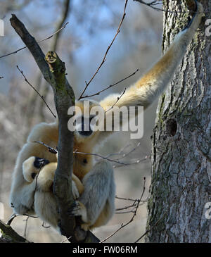 Pilsen, République tchèque. Mar 31, 2016. Northern White-cheeked Gibbon, Nomascus leucogenys leucogenys, femme avec son bébé homme Luki sont illustrés dans leur enceinte à Plzen zoo, République tchèque, le 31 mars 2016. Crédit : Pavel Nemecek/CTK Photo/Alamy Live News Banque D'Images