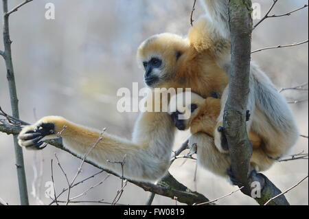 Pilsen, République tchèque. Mar 31, 2016. Northern White-cheeked Gibbon, Nomascus leucogenys leucogenys, femme avec son bébé homme Luki sont illustrés dans leur enceinte à Plzen zoo, République tchèque, le 31 mars 2016. © Pavel Nemecek/CTK Photo/Alamy Live News Banque D'Images