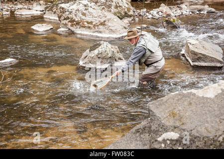 Angler prendre et relâcher sur la branche sud de la rivière Raritan dans New York, New Jersey. Banque D'Images