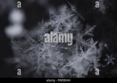 Kiev, Ukraine. 31 Mar, 2016. naturel cristal de glace flocon © Nazar Gonchar/ZUMA/Alamy Fil Live News Banque D'Images