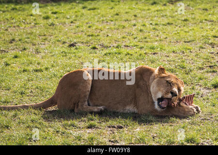 Un lion au cours de temps d'alimentation à Longleat Safari Park Banque D'Images