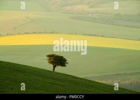 Le printemps sur les South Downs, East Sussex, Angleterre. Banque D'Images