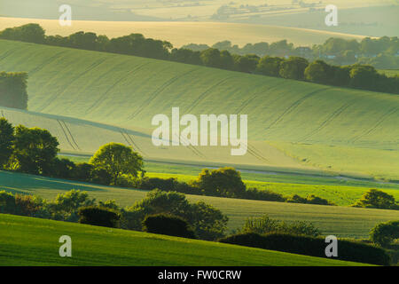 Après-midi de printemps sur les South Downs, East Sussex, Angleterre. Banque D'Images