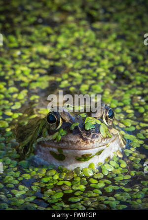 Une grenouille rousse (Rana temporaria) surfaces parmi les mauvaises herbes sur un étang au printemps Banque D'Images