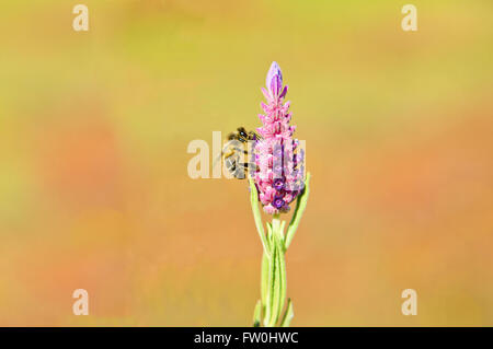 Une abeille se nourrissent de lavande, Alor, Estrémadure, Espagne Banque D'Images