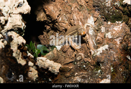 Mur ibérique lézard dans sa grotte, un petit lézard des murailles espèces du genre Podarcis trouvé dans la péninsule ibérique Banque D'Images