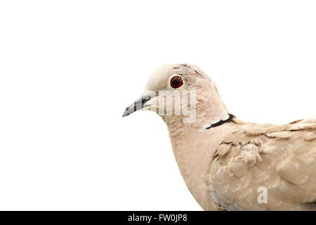 Tourterelle portrait isolé sur fond blanc ( Streptopelia decaocto ) Banque D'Images