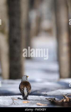 F (Turdus Fieldfare) dans la forêt enneigée au début du printemps. La région de Moscou, Russie Banque D'Images