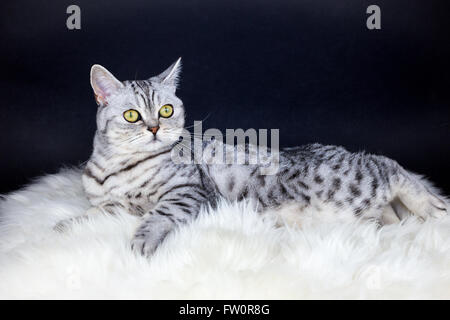Cheveux courts Britannique black silver tabby spotted cat lying on mouton Banque D'Images