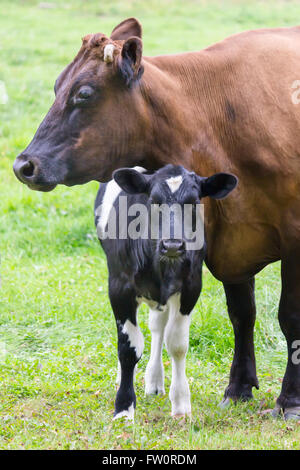 Article brown mère vache avec veau noir et blanc Banque D'Images