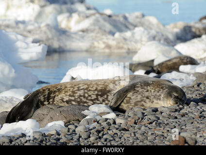 Un Phoque de Weddell (Leptonychotes weddellii) se trouve sur la plage. L'île Paulet, péninsule antarctique. L'antarctique. Banque D'Images