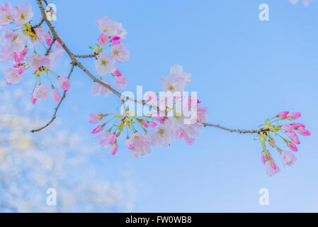 Branche de fleurs fleurs de cerisier Banque D'Images