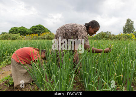 Meki River Delta, l'Éthiopie, octobre 2013 Sambeta 28 Gure, mauvaises herbes, ses oignons avec sa fille. Banque D'Images