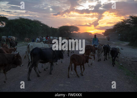 Hurufa Lole, près du lac Langano, Oromia, en Éthiopie, en octobre 2013 : les bovins d'élevage villageois accueil au coucher du soleil. Banque D'Images