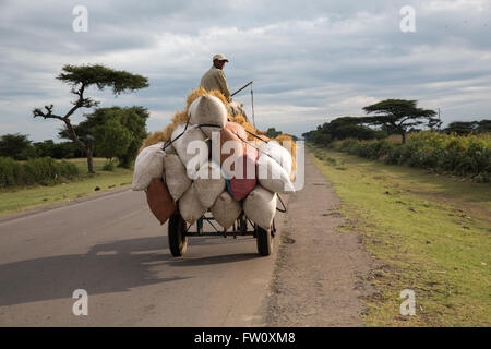 Meki River delta, Ziway, Éthiopie, octobre 2013 Girma Endale, 36, en prenant sa charge de foin pour nourrir ses animaux Banque D'Images