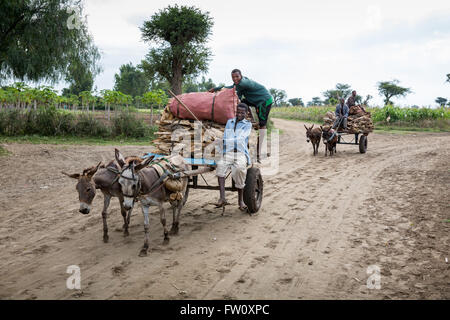 Meki River delta, Ziway, Éthiopie, octobre 2013, 39 Shambal Dembel, transporter le bois sur le marché pour la vente. Banque D'Images