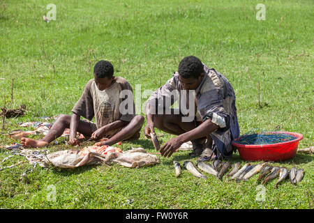 Meki River delta, Ziway, Éthiopie, octobre 2013 Les pêcheurs l'éviscération du poisson qu'ils ont pris ce matin. Banque D'Images