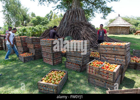 Meki River delta, Ziway, Éthiopie, octobre 2013 les prises pour empiler jusqu'à un transport ferme de tomate. Banque D'Images