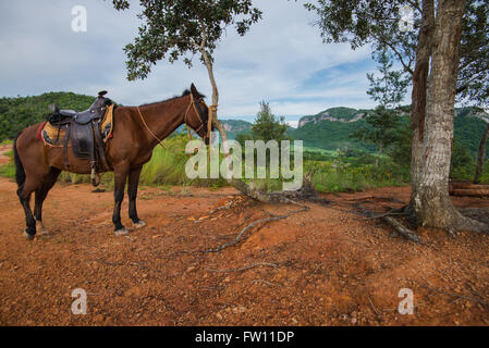 Les chevaux se reposer sur le dessus de colline dans la vallée de Vinales, Cuba Banque D'Images