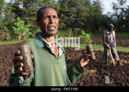 Debre Birhan, Amhara, Ethiopie, octobre 2013 Alemayehu Habte, 60 ans, avec des plants de genévrier. Il a travaillé à l'EWNHS pépinière pour six ans. Banque D'Images