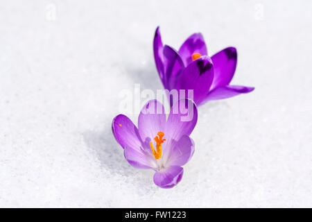 Purple Crocus deux croissant dans la neige Banque D'Images