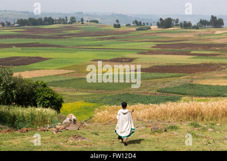 Debre Birhan, Amhara, Ethiopie, octobre 2013 ; Tirunesh Shoagulaty, 55, la marche à l'une de ses parcelles de champ. Banque D'Images