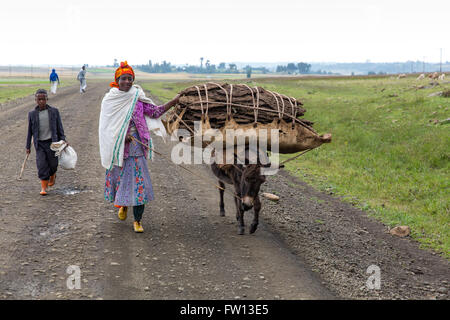 Debre Birhan, Amhara, Ethiopie, Octobre 2013 : Une jeune femme tenant un âne-charge de la bouse de vache séchée pour vendre pour vente comme combustible. Banque D'Images