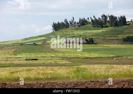 Nord Shewa, Amhara, Ethiopie, Octobre 2013 : paysage très cultivé. Photographie par Mike Goldwater Banque D'Images