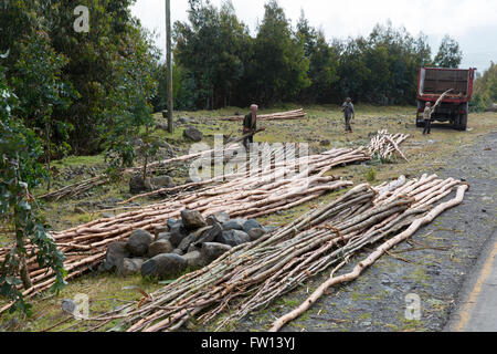 Près de Debre Sina, Amhara, Ethiopie, octobre 2013 Gitsedite : Moges, 50 ans, est la récolte de certaines de ses eucalyptus. Banque D'Images